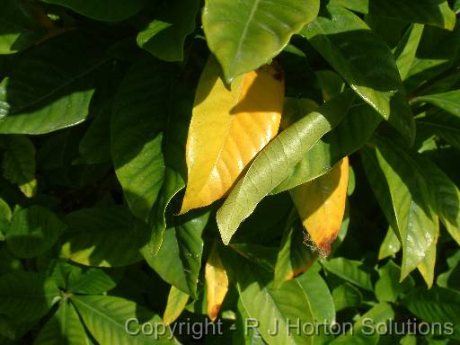 Gardenia yellow leaf 
